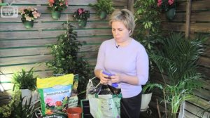 Как вырастить Петунию ?  Посев петунии на рассаду