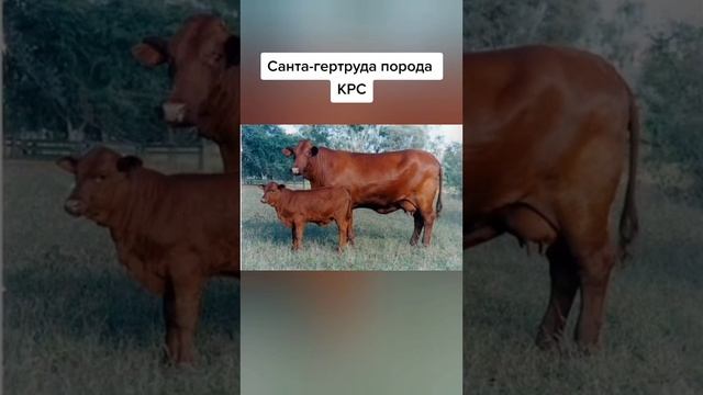 Порода КРС- Санта Гертруда. Особенности кормления, особенности содержание, история смотреть онлайн