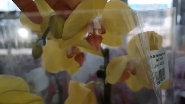 ОРХИДЕИ НА ОПТОВОМ РЫНКЕ/08.04.23/