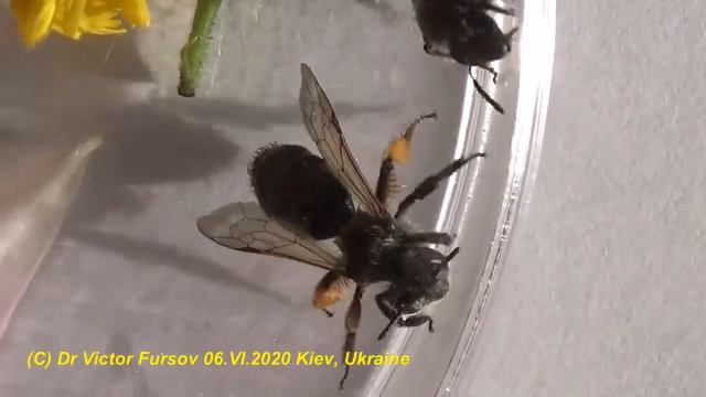 Каких  Диких Пчелиных Вы Знаете? Зоопарк Живых Пчел и Ос Под Микроскопом.