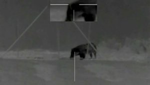 Pulsar Apex XD75 охота с тепловизионный прицелом (картинка в картинке)