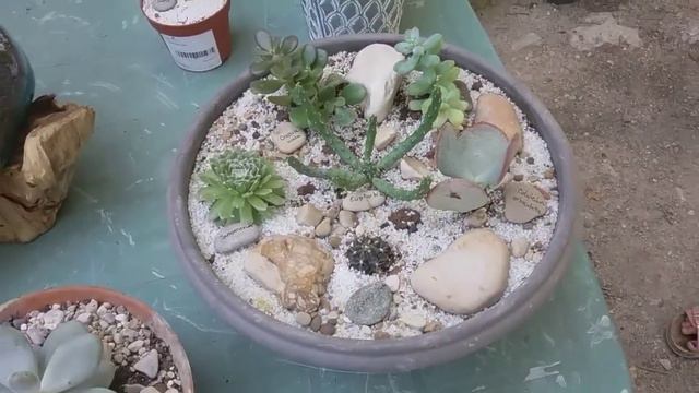 Présentation de mes cactées et succulentes 🙄 смотреть онлайн