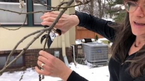 How To Force Branches to Bloom with Teacher Betsy