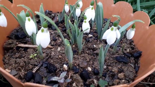 Kardelenler çiçek açtı смотреть онлайн