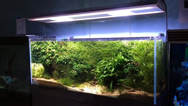 Прямоугольный растительный аквариум с оборудованием, оформлением и живым населением! смотреть онлайн