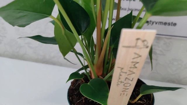 Антуриум Колорадо / Anthurium Colorado диаметр горшка 14см высота 50см.Группа Вконтакте Цветы Вмест смотреть онлайн