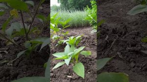 Красавка обыкновенная или белладонна