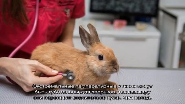 Содержание кроликов на улице круглый год в клетках