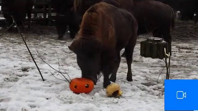 В Таллиннском зоопарке животным дали по тыкве