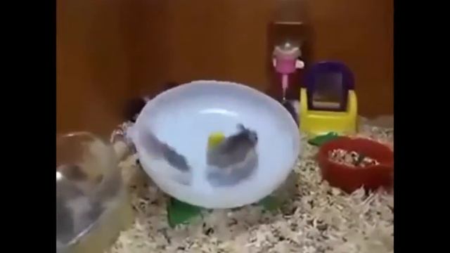 Приколы хомяки. Смешные хомяки.