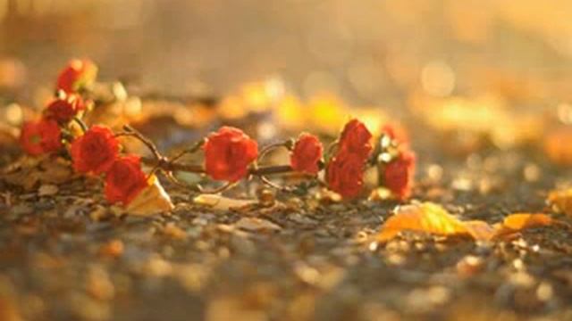 РОЗЫ (стихи К.Р) смотреть онлайн