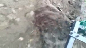 Посадка картошки "под плуг".
