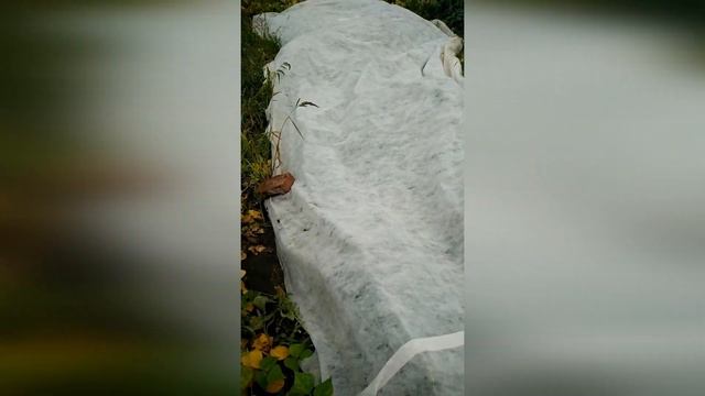 Арбузы.Гибрид Шуга Деликата смотреть онлайн