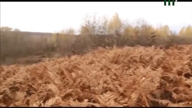 Сам собі господар. Усе про гриби (06.11.2016) смотреть онлайн