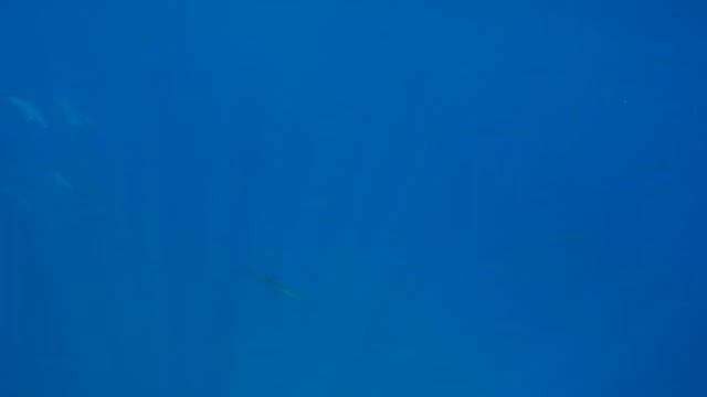 Секретный трип "В поисках кашалотов". Whale watching. Дельфины. Пляж. Фридайвинг смотреть онлайн