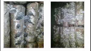 Вешенка - как определить недостаток влажности. Lack of air humidity when growing oyster mushrooms