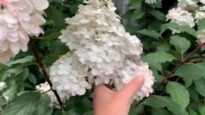 🌸Метельчатая гортензия ‘Ванилла Фрайз’ 🌴Как формировать на штамбе⭐️Hydrangea pan.Vanilla Fraise