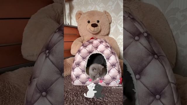 Шотландские вислоухие котята