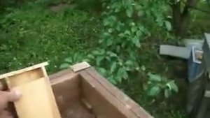 Нуклеус для вывода маток и сохранение их в зимнее время