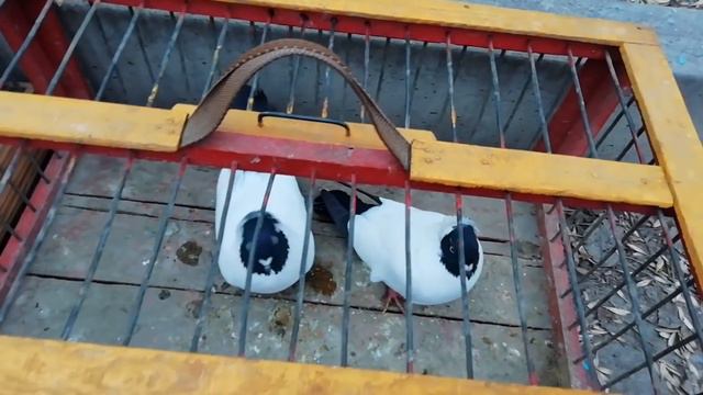 Выставка-ярмарка голубей и декоративных птиц. (22 февраля г.Кривой Рог Украина) ЧАСТЬ 2