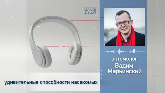 Удивительные способности насекомых. Лекция энтомолога Вадима Марьинского