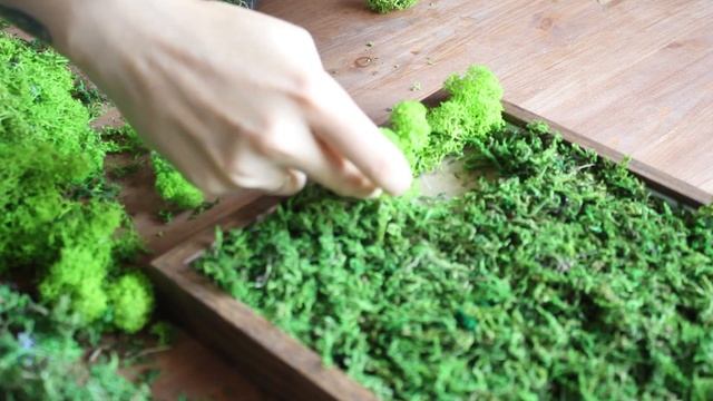 Фитокартина из рамки IKEA своими руками