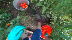 ВСЕ ТРЕБУЕТ ВНИМАНИЯ?? КАК МОЖНО ИСПОРТИТЬ ПАСТИЛУ ?УРОЖАЙ ПОМИДОР???