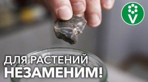 БЕЗ ЭТОГО ЭЛЕМЕНТА ХОРОШИХ УРОЖАЕВ НЕ БУДЕТ! Узнайте, КАК и КОГДА вносить!