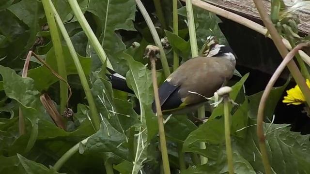 Video_312657447575