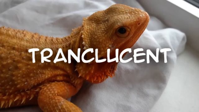 Морфы Бородатых Агам часть1  NORMAL  TRANCLUCENT  HYPOMELANISTIC