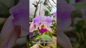 Cattleya mendelii