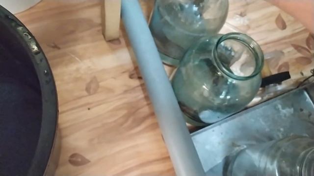 Инфузория туфелька! От А до Я.Как сделать её крупной и питательной? смотреть онлайн