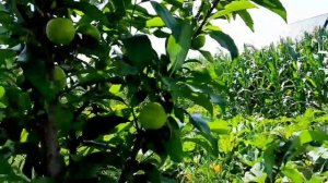 плумкот(плуот),слива+абрикоса,4й рік.Липень #українськесело #нектакотум(шарафуга)