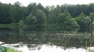 Звуки природы. Ольняный пруд. Лягушки