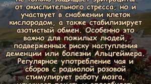 ЗОЛОТОЙ КОРЕНЬ - повышает ИММУНИТЕТ, улучшает ПАМЯТЬ...