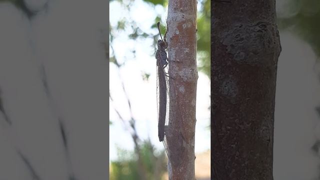 Обыкновенный муравьиный лев (Myrmeleon formicarius) 2 штуки.