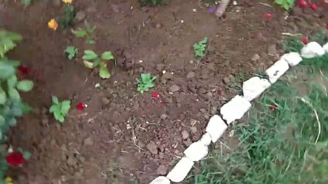 Дикая вишня-черешня? И разочарование в цветах и клумбе смотреть онлайн