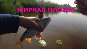 #426 #мормышинг | ГУСТЕРА, ПОДЛЕЩИКИ, ПЛОТВА |