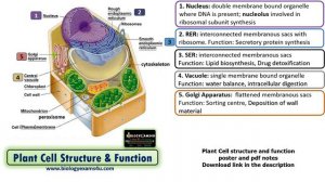 Plant Cell Structure and Function of Organelles || 6 minutes