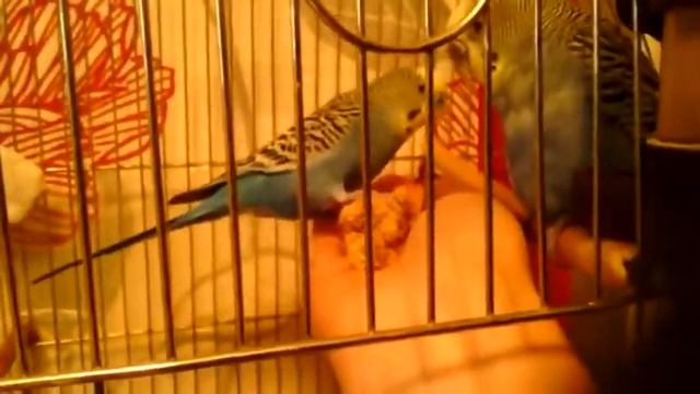 Как приучить попугая к рукам смотреть онлайн