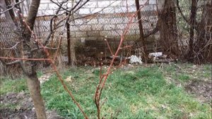 Формирование деревьев сливы в моем саду. Понижение кроны.