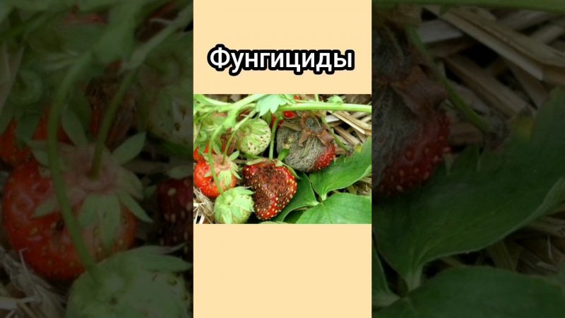 Урок 38. Фунгициды для клубники. Разновидности фунгицидов.