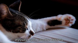 Как научить кошку приносить игрушки?