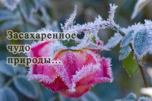 Засахаренное чудо природы...