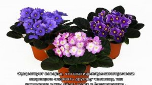 Как называется цветок любви комнатный приносящий в дом счастье