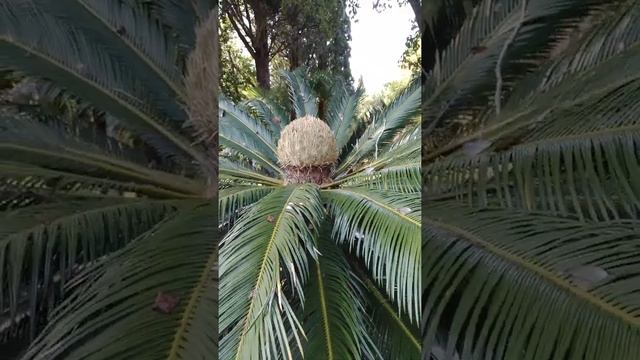 пальма / цветущая пальма / пальма цветет / маленькая пальма / Сухумский субтропический дендропарк /
