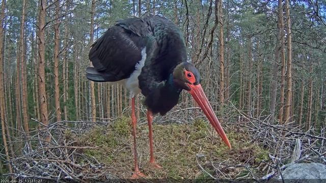 Must toonekurg Ciconia nigra Black Stork Karl II alone this spring 2020 04 25 смотреть онлайн