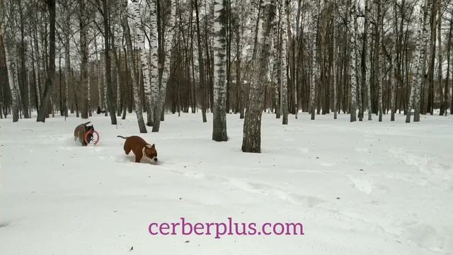 АМСТАФФ И ПУЛЛЕР смотреть онлайн