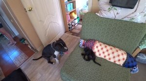 Приучаю своих собак к котенку