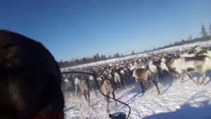 Оленеводы  зимой.